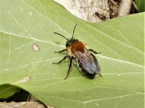 Andrena sp.